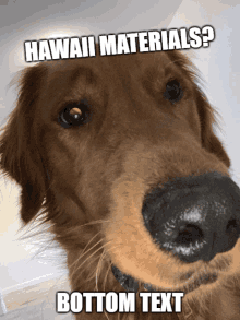 Hawaii Materials Dog Funny GIF - Hawaii Materials Dog Funny GIFs