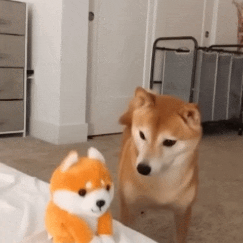 Shiba barking clearance at toy