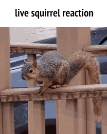 live reaction squirrel