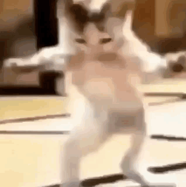 Маска песня танцы кот. Танцующий кот. Кот танцует. Танцующий котенок. Котик пляшет.