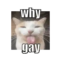 a cat sticking its tongue out with the words `` why gay '' written on it .