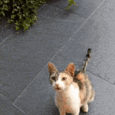 Prosciutto Cat GIF - Prosciutto Cat Ham GIFs