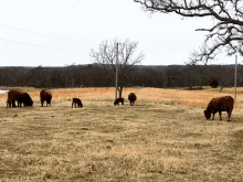 Cow Country GIF - Cow Country GIFs