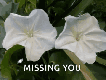 Missing You Flowers GIF