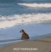 a dog is sitting on the beach looking at the ocean waves