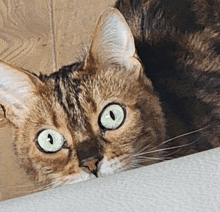 a close up of a cat 's face with green eyes and a white nose