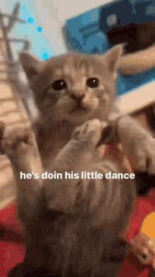 Cat Hes Doin His Little Dance GIF - Cat Hes Doin His Little Dance Kitty GIFs