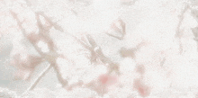 a close up of a cherry blossom tree branch with flowers on a white background .