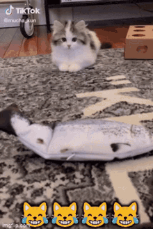 Cat Fish GIF - Cat Fish Funny GIFs