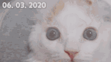 Why Do My Cats Eyes Change Color GIF - Why Do My Cats Eyes Change Color GIFs