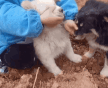 Cute Dog Dog Kiss GIF - Cute Dog Dog Kiss Puppy GIFs