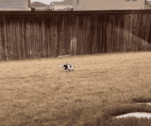 Dogs Gone GIF - Dogs Gone Wild GIFs