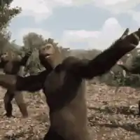 monkey.webp