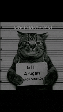 a cat holding a sign that says " 5 it 4 sican "
