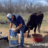 Cow Headbutt Viralhog GIF - Cow Headbutt Cow Viralhog GIFs