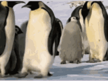 企鹅 摔倒 可爱 GIF - Fall Cute Penguin GIFs