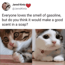 Cats Humor GIF - Cats Humor Absurd GIFs