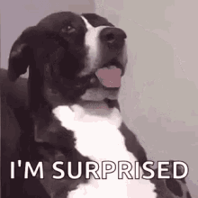 Dog Cachorro GIF - Dog Cachorro Surprise GIFs