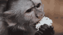 Eating Dean Schneider GIF - Eating Dean Schneider Monkey GIFs