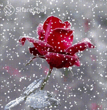 Rose Red Rose GIF - Rose Red Rose Snow GIFs