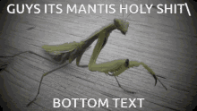 Mantis GIF - Mantis GIFs