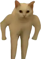 a cat with muscles on its arms and legs standing on a white background
