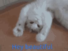 Hey Beautiful Cute GIF - Hey Beautiful Cute Cat GIFs