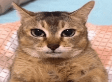 a cat is sitting on a bed and looking at the camera with a serious look on its face .