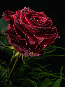 Red Rose Rose GIF - Red Rose Rose Sparkles GIFs