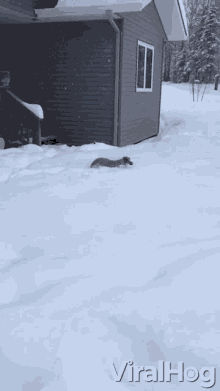 Dog Playing On The Snow Winter GIF - Dog Playing On The Snow Snow Winter GIFs