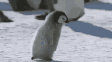 Penguin Oshi GIF - Penguin Oshi Oshi Kahan Hai GIFs