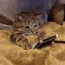 cellphone cat