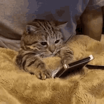 Cat Phone GIFs Tenor