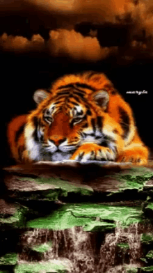 Tiger Water GIF - Tiger Water GIFs