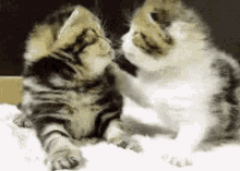 Kittens Kissing GIF - Kittens Kissing GIFs