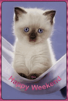 h%C3%A9tv%C3%A9ge happy weekend cute cat white cat blue eyes