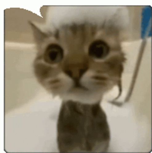 Angry cat animals GIF on GIFER - by Dorinadar