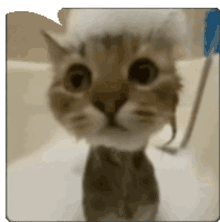 Angry Dance GIF - Angry Dance Cat GIFs