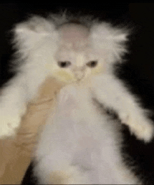 a close up of a person holding a white cat with a shaved head .