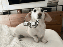 Homophobic Dog GIF - Homophobic Dog GIFs