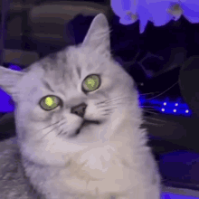 Cat Cats GIF - Cat Cats Cats Of The World GIFs