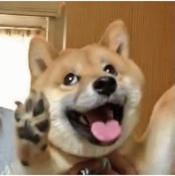 Dog Puppy GIF - Dog Puppy Cute - Discover & Share GIFs