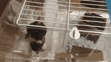 Hamster Runnning GIF - Hamster Runnning Exercise GIFs