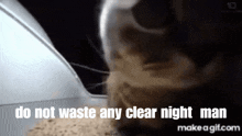 Clear Night Waste GIF - Clear Night Waste Cat GIFs