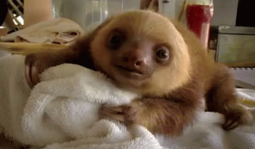 baby sloths gif