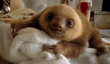 Crew On This GIF - Sloth Baby Eating GIFs