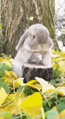 bunny bunny