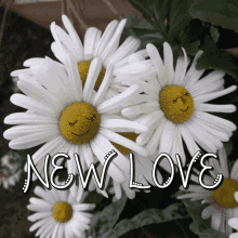New Love Daisies GIF - New Love Daisies Flowers GIFs