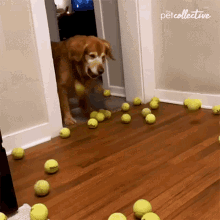 Confused The Pet Collective GIF - Confused The Pet Collective Doggo GIFs
