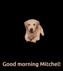 Dogs Mitchel GIF - Dogs Dog Mitchel GIFs